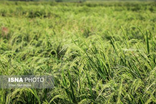 راهبرد جدید محققان برای رشد مناسب برنج در خاک های نسبتا شور