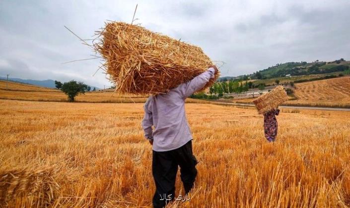 نیشتر سرشماری به زخم کشاورزی استان سمنان